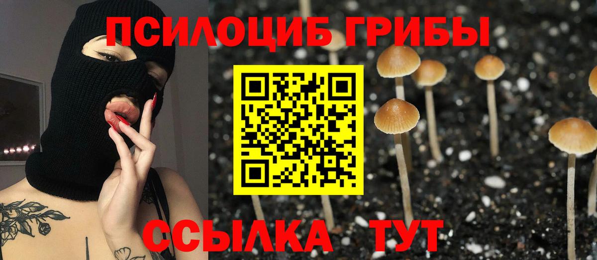 купить закладку  Вход с VPN  Минеральные Воды  Псилоцибиновые грибы Psilocybe 